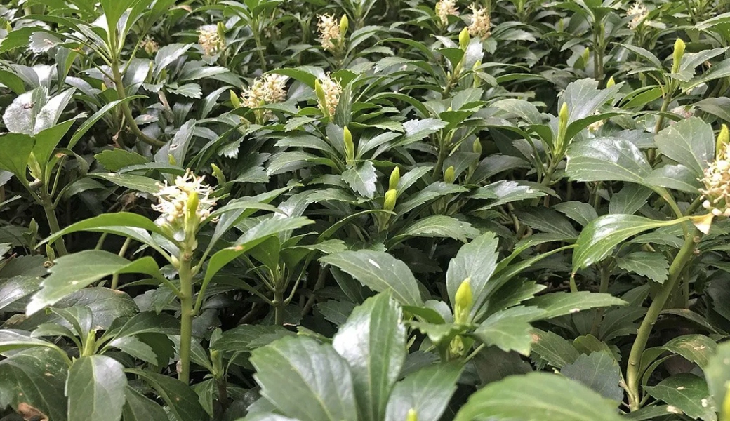 Top 5 Garden Border Fillers