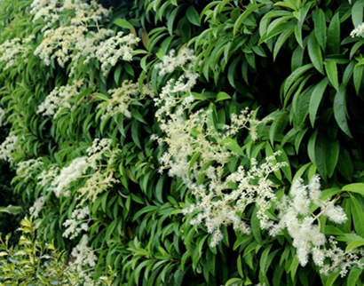 evergreen climbers